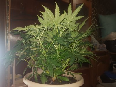 20220501_211128_optimized.jpg 20220501_211128_optimized.jpg