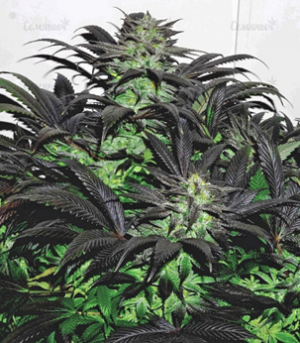 1651577739356.png 1651577739356.png