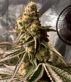 1651577782083.png 1651577782083.png