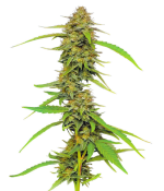 1755189489931.png 1755189489931.png