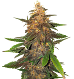 1755256376705.png 1755256376705.png