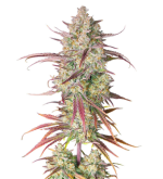 1755256380494.png 1755256380494.png