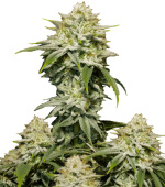 1755262978153.png 1755262978153.png