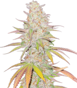 1755328621120.png 1755328621120.png