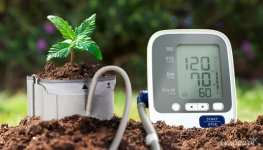 zhivaya-pochva-dlya-vyrashchivaniya-konopli__6j6JSEYeAcWJ7E4D.jpg zhivaya-pochva-dlya-vyrashchivaniya-konopli__6j6JSEYeAcWJ7E4D.jpg