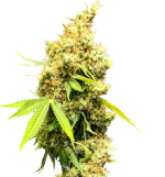 1755604200928.png 1755604200928.png