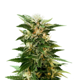 1755604238860.png 1755604238860.png