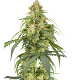 1755679666735.png 1755679666735.png