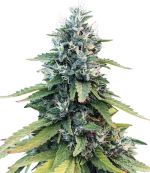 1755708880501.png 1755708880501.png