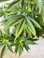 IMG_6987.jpeg IMG_6987.jpeg