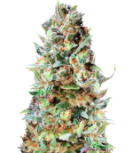 1755779918660.png 1755779918660.png