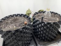 IMG_0379.jpeg IMG_0379.jpeg