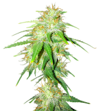 1755951365677.png 1755951365677.png