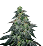 1755951382905.png 1755951382905.png