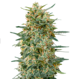 1755951398892.png 1755951398892.png