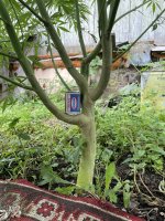 IMG_0386.jpeg IMG_0386.jpeg