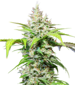 1756227959564.png 1756227959564.png