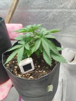 Изображение WhatsApp 2025-08-27 в 20.00.02_f1ec42da.jpg