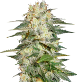 1756375159199.png 1756375159199.png