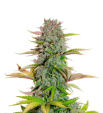 1756375191999.png 1756375191999.png