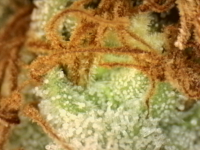 Photo_2025-08-29 08_47_47_076.png