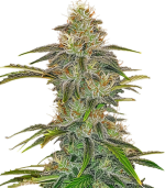 1756482403769.png 1756482403769.png