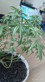 IMG_20250830_150443.jpg IMG_20250830_150443.jpg