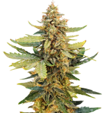 1756813152447.png 1756813152447.png