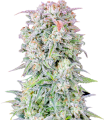 1756894147763.png 1756894147763.png