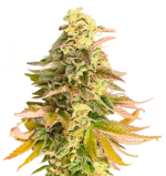 1756900168032.png 1756900168032.png