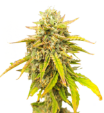 1756907107155.png 1756907107155.png