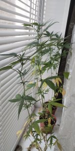 P50904-182036 (1).jpg P50904-182036 (1).jpg