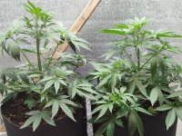 Изображение WhatsApp 2025-09-06 в 12.39.11_441f3335.jpg