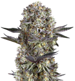 1757259895613.png 1757259895613.png