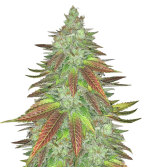 1757259943548.png 1757259943548.png