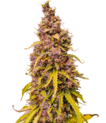 1757356364443.png 1757356364443.png