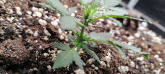 мелкий цветет.jpg