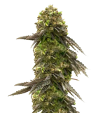 1757512528548.png 1757512528548.png