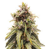 1757584022481.png 1757584022481.png