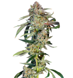 1757774642982.png 1757774642982.png