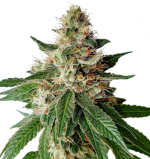 1757920492145.png 1757920492145.png