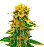 1758016101442.png 1758016101442.png