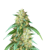 1758454626109.png 1758454626109.png