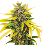 1758454659100.png 1758454659100.png