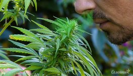 8-sposobov-uvelichit-kolichestvo-terpenov-v-marihuane__wG9kwv4W14RYigfC.jpg 8-sposobov-uvelichit-kolichestvo-terpenov-v-marihuane__wG9kwv4W14RYigfC.jpg