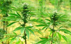 vse-nachinaetsya-s-pravilnoj-genetiki__vZli1ttRnJIvuAVo.jpg vse-nachinaetsya-s-pravilnoj-genetiki__vZli1ttRnJIvuAVo.jpg