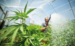 promyvka-konopli__O90u7bLnkI1UPROx.jpg promyvka-konopli__O90u7bLnkI1UPROx.jpg