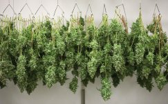 pravilno-sushite-marihuanu__2TAi1L3SlATRKmqT.jpg pravilno-sushite-marihuanu__2TAi1L3SlATRKmqT.jpg