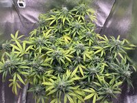 Первый гров Lowryder #2 auto fem