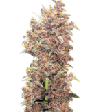 1758717325850.png 1758717325850.png